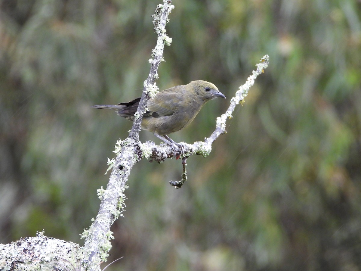 Palm Tanager - ML615180118