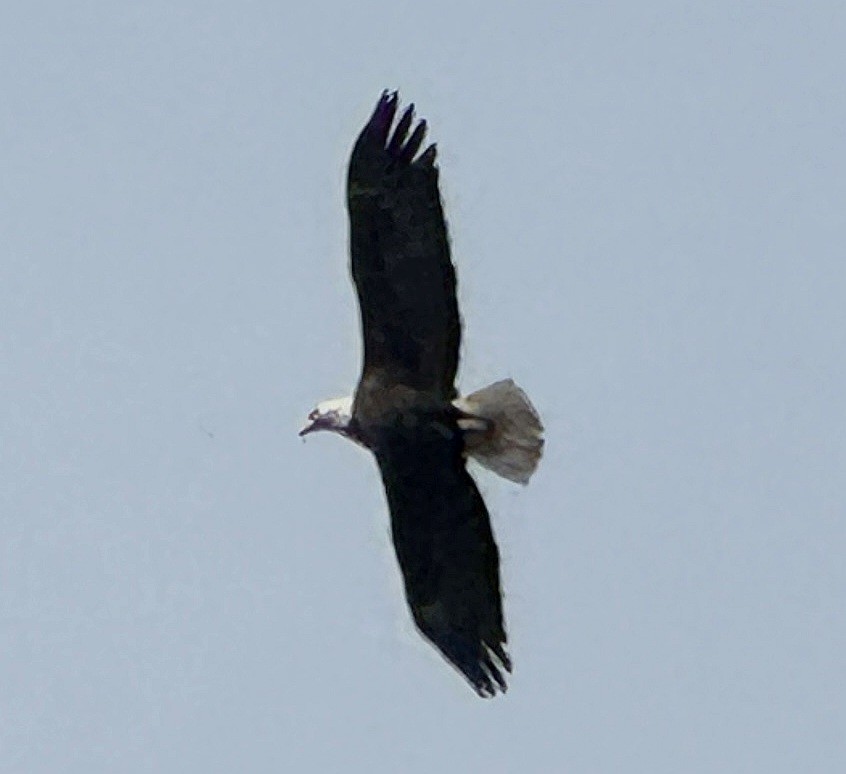 Bald Eagle - ML615180188