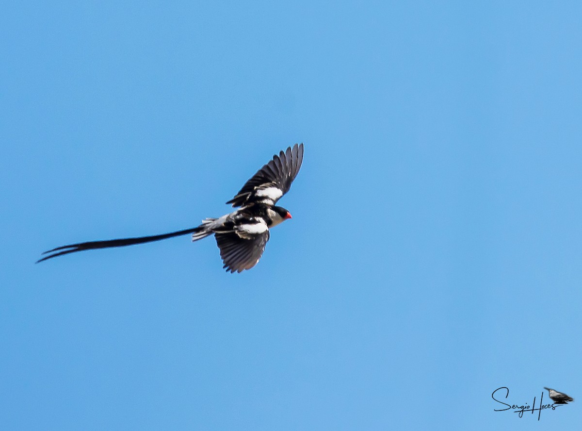 Pin-tailed Whydah - ML615180230