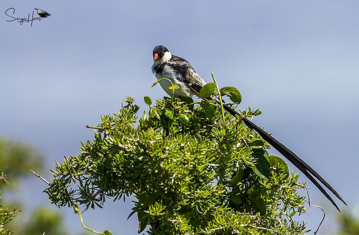 Pin-tailed Whydah - ML615180242