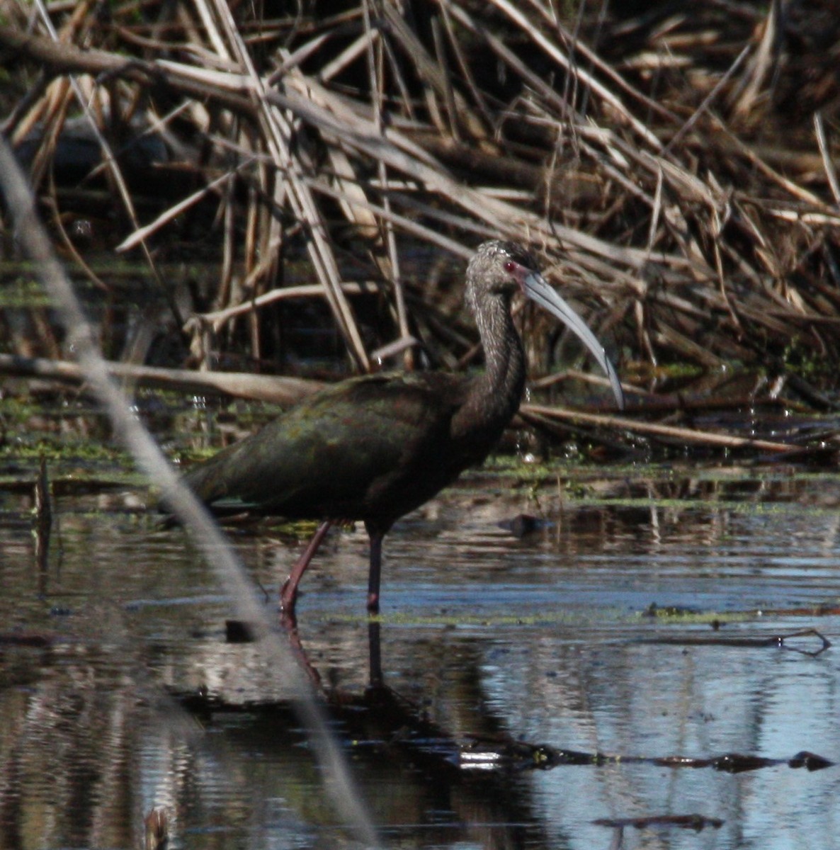 Glossy/White-faced Ibis - Cathy Cox