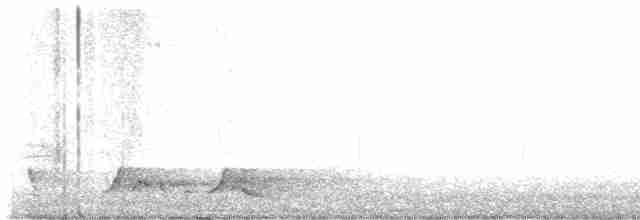 Carolinanachtschwalbe - ML615180340