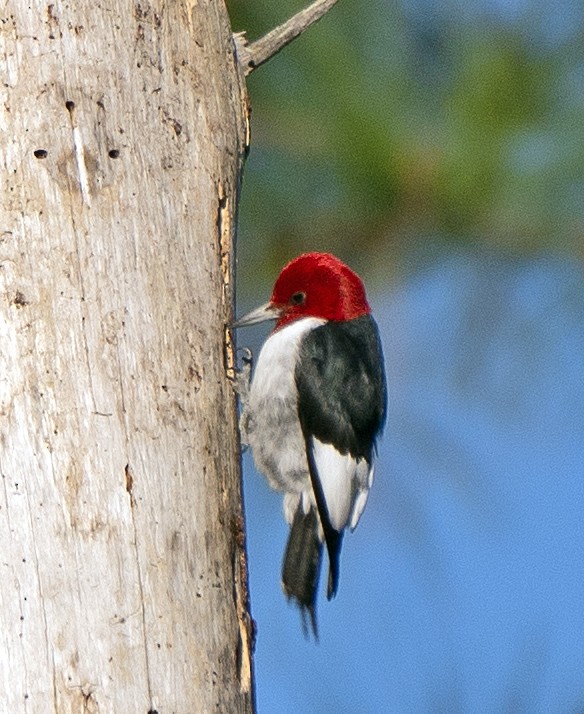 Red-headed Woodpecker - Scott Berglund