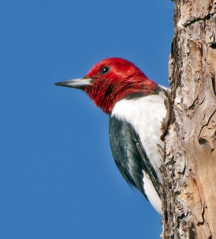 Red-headed Woodpecker - ML615180388