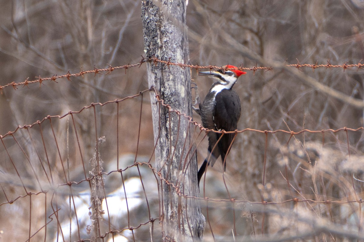 Pileated Woodpecker - ML615180443