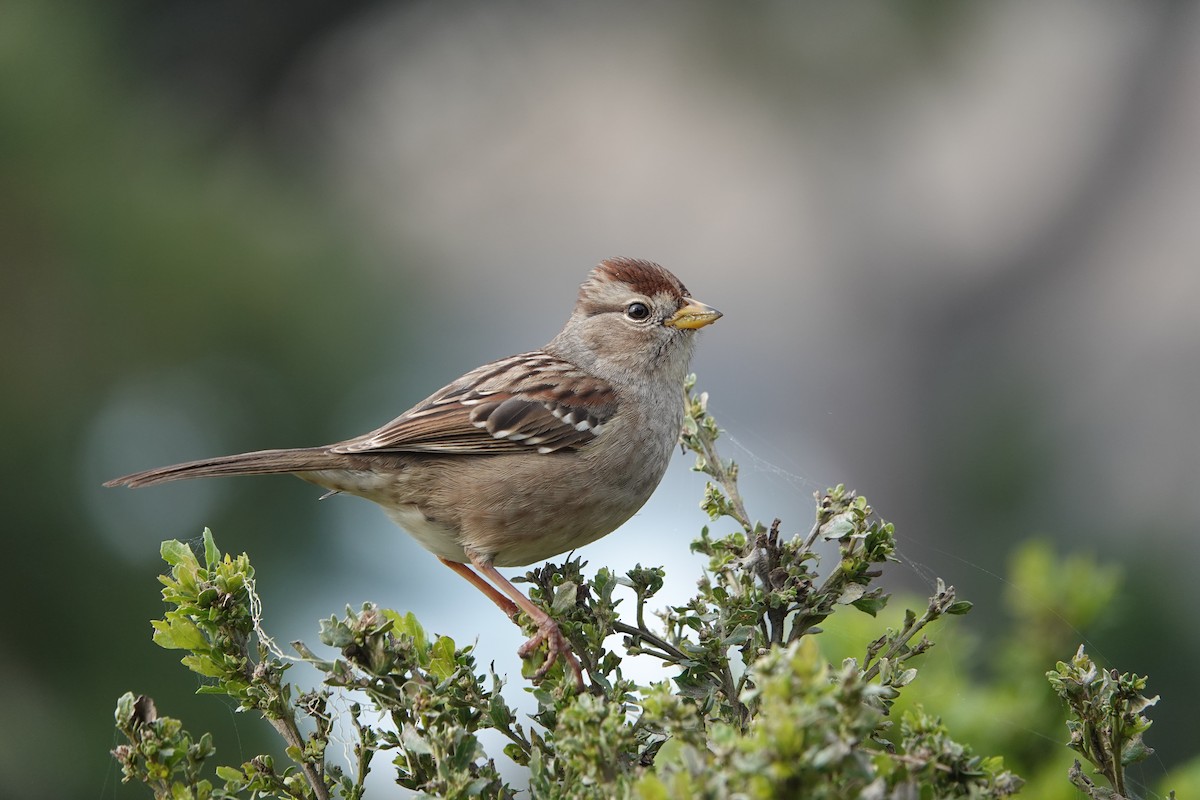 White-crowned Sparrow - ML615180475