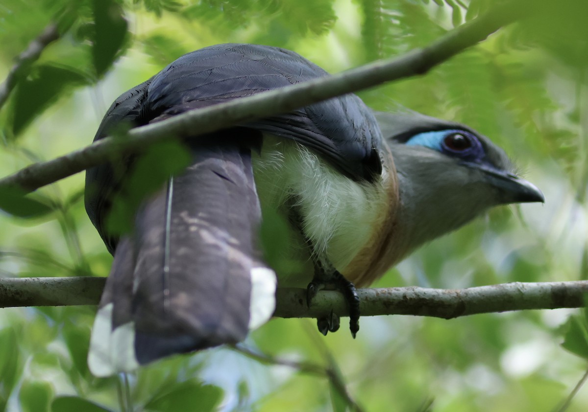 Crested Coua - ML615180726