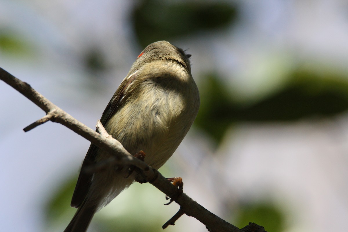 Ruby-crowned Kinglet - Cathy Cox