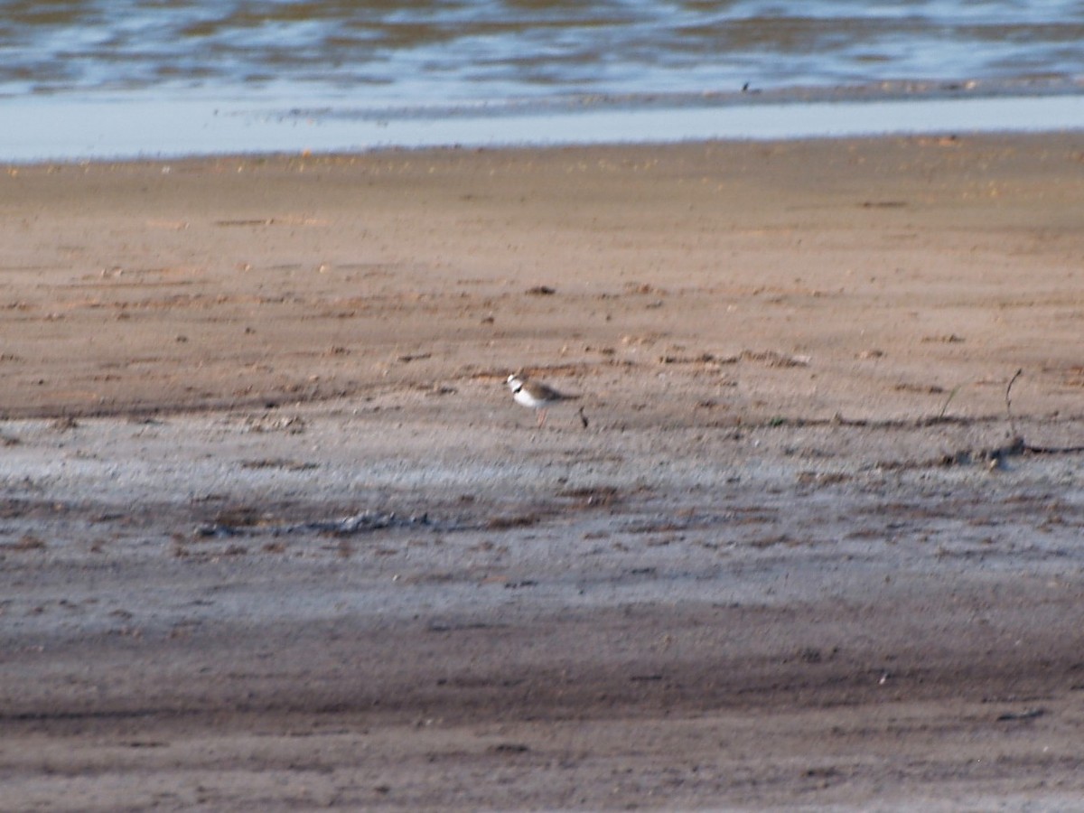 Collared Plover - ML61518081