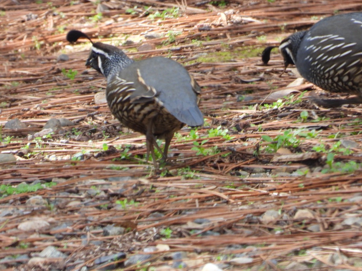 eBird Checklist 21 Feb 2024 Lake McClureHorseshoe Bend Rec Area