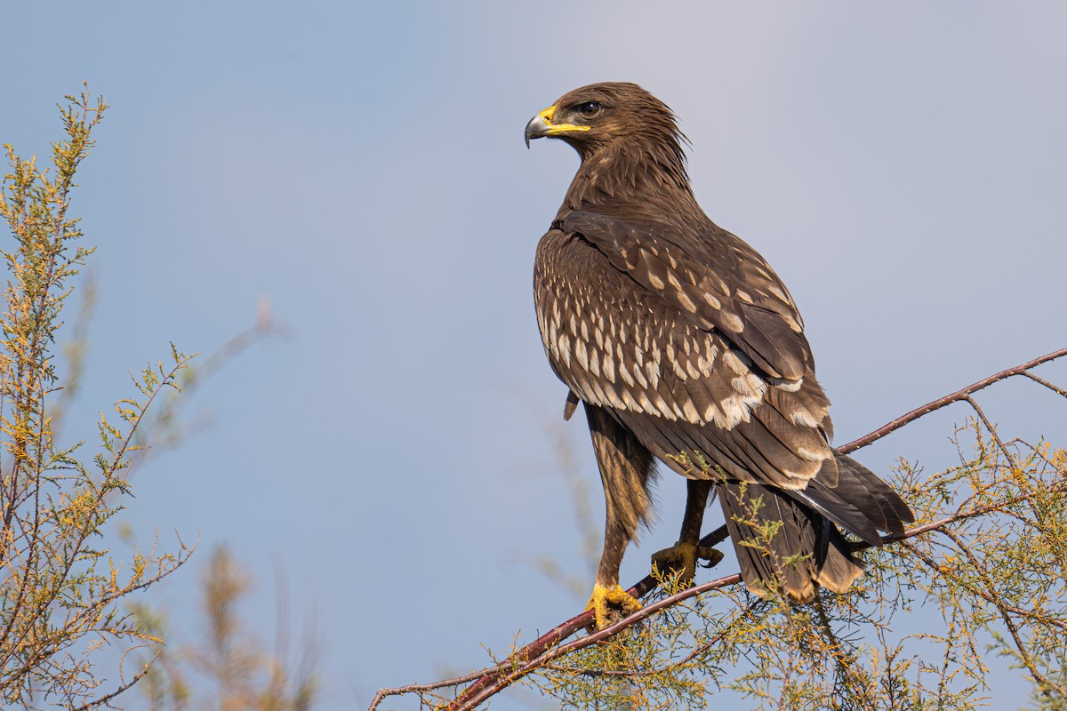 Greater Spotted Eagle - Uriel Levy