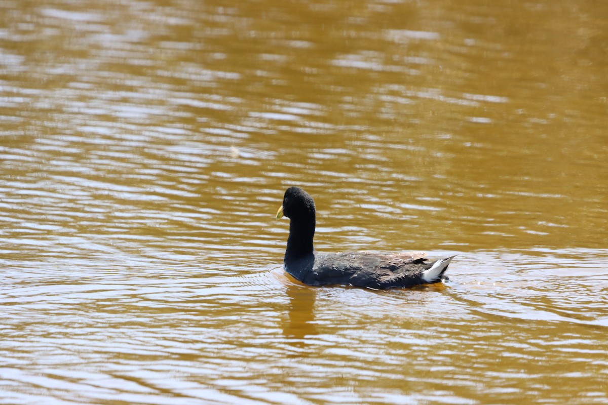 Red-fronted Coot - ML615180878