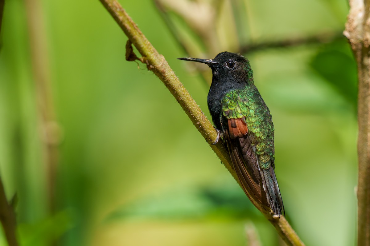 Black-bellied Hummingbird - Jeff Hapeman