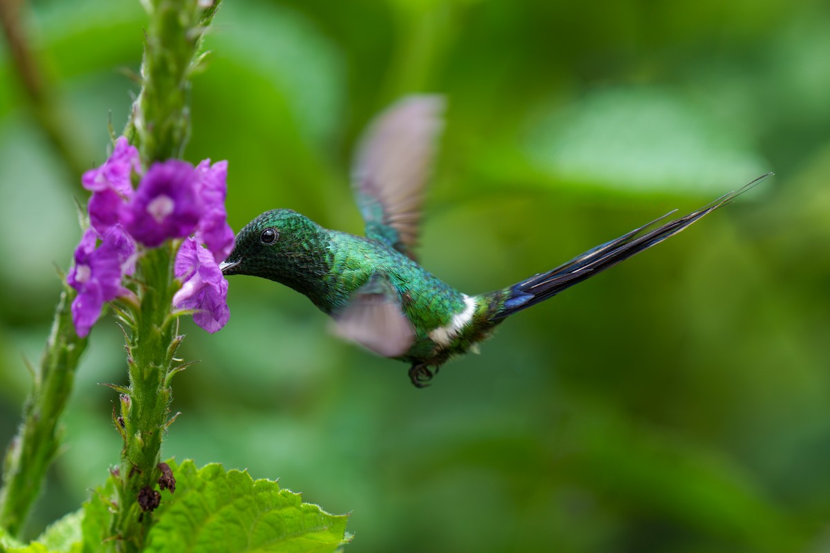 kolibřík trnoocasý - ML615180906