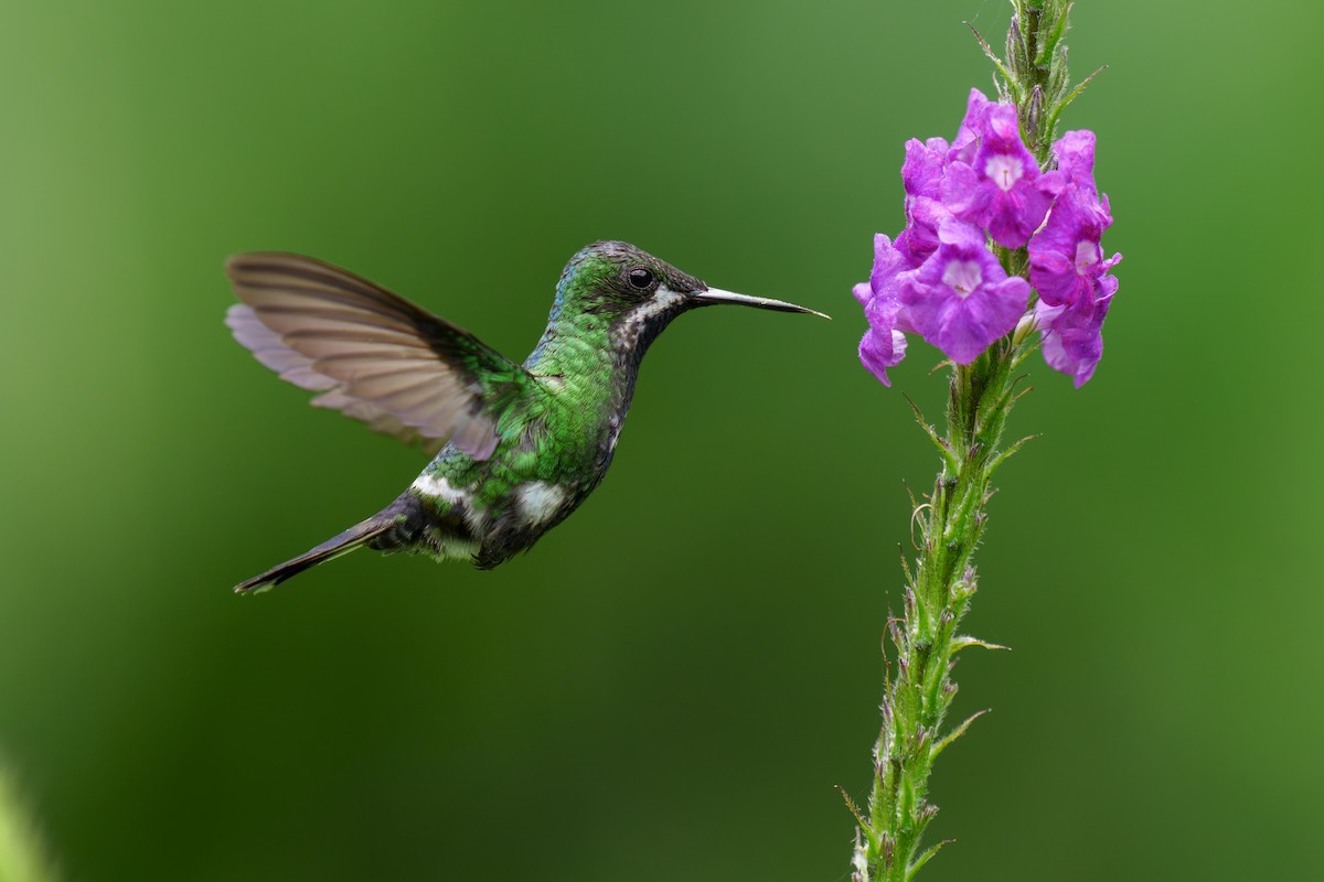 kolibřík trnoocasý - ML615180909