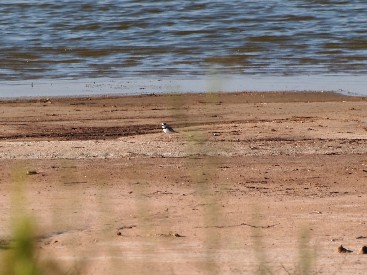 Collared Plover - ML61518091