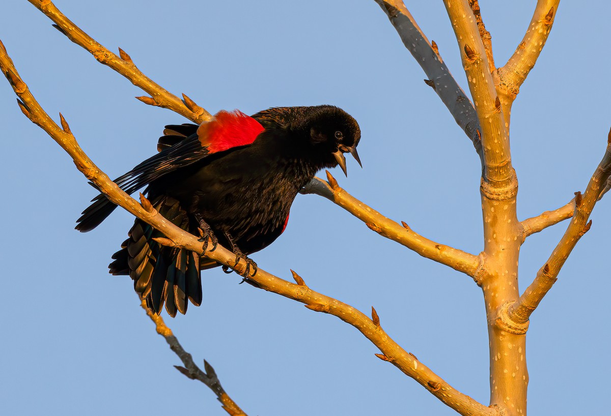 Red-winged Blackbird - ML615180963