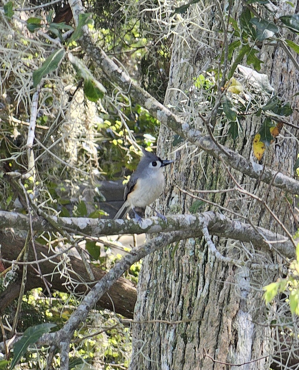 Ebird Checklist Feb Backyard Species