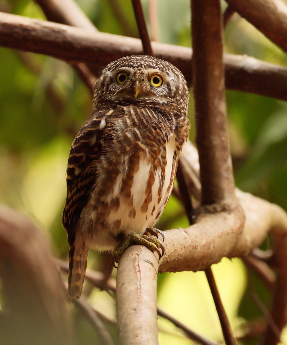 Collared Owlet - ML615181122