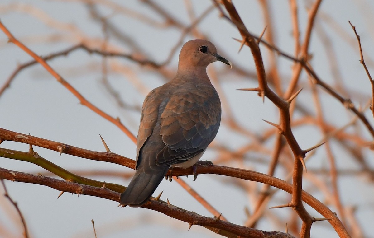 Laughing Dove - ML615181465