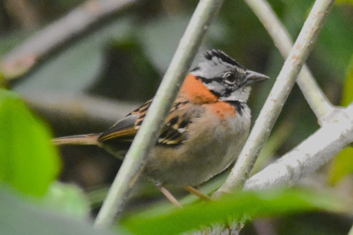 Rufous-collared Sparrow - ML615181536