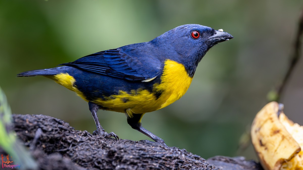 Blue-and-gold Tanager - Jim Gain
