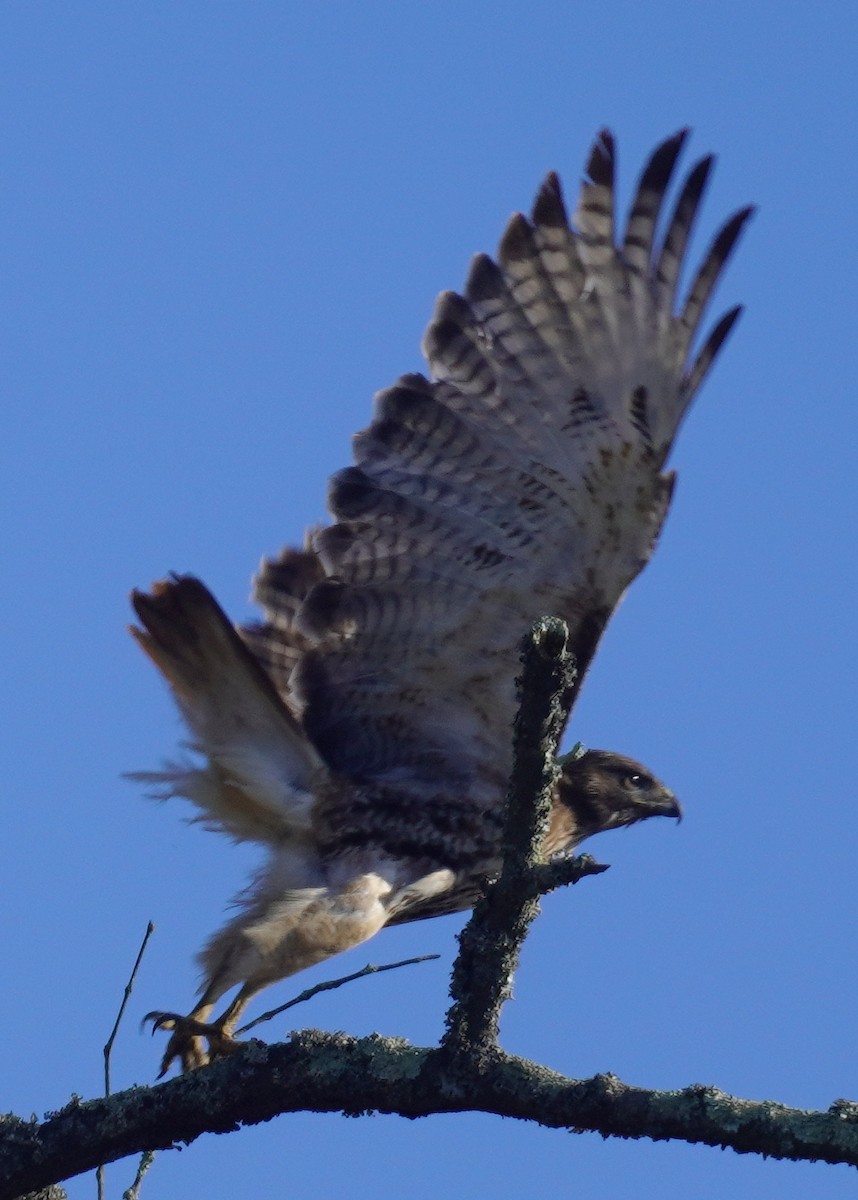 Red-tailed Hawk - ML615182055