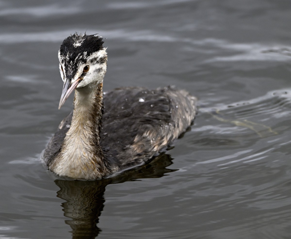 Great Crested Grebe - ML615182319