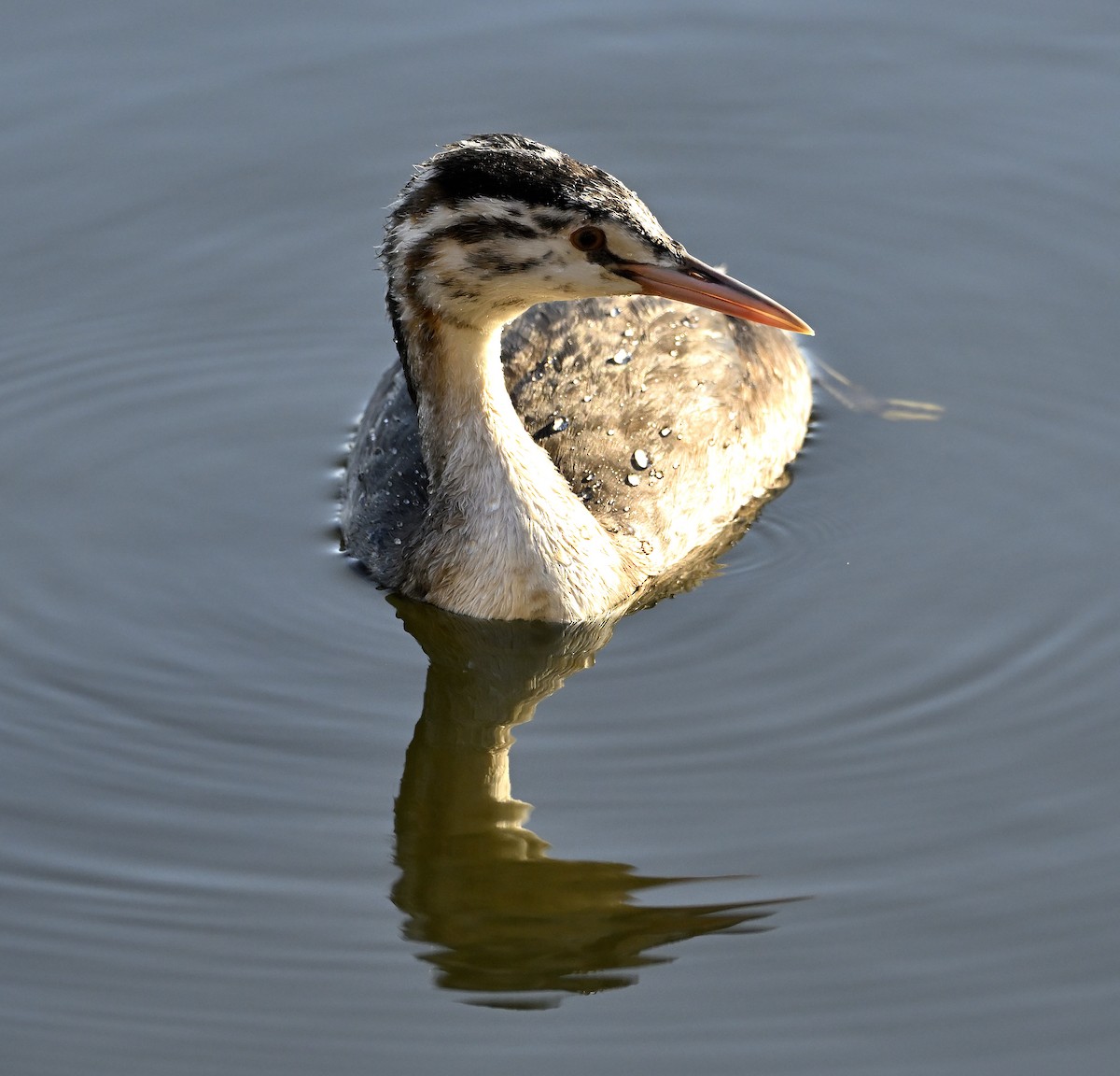 Great Crested Grebe - ML615182446
