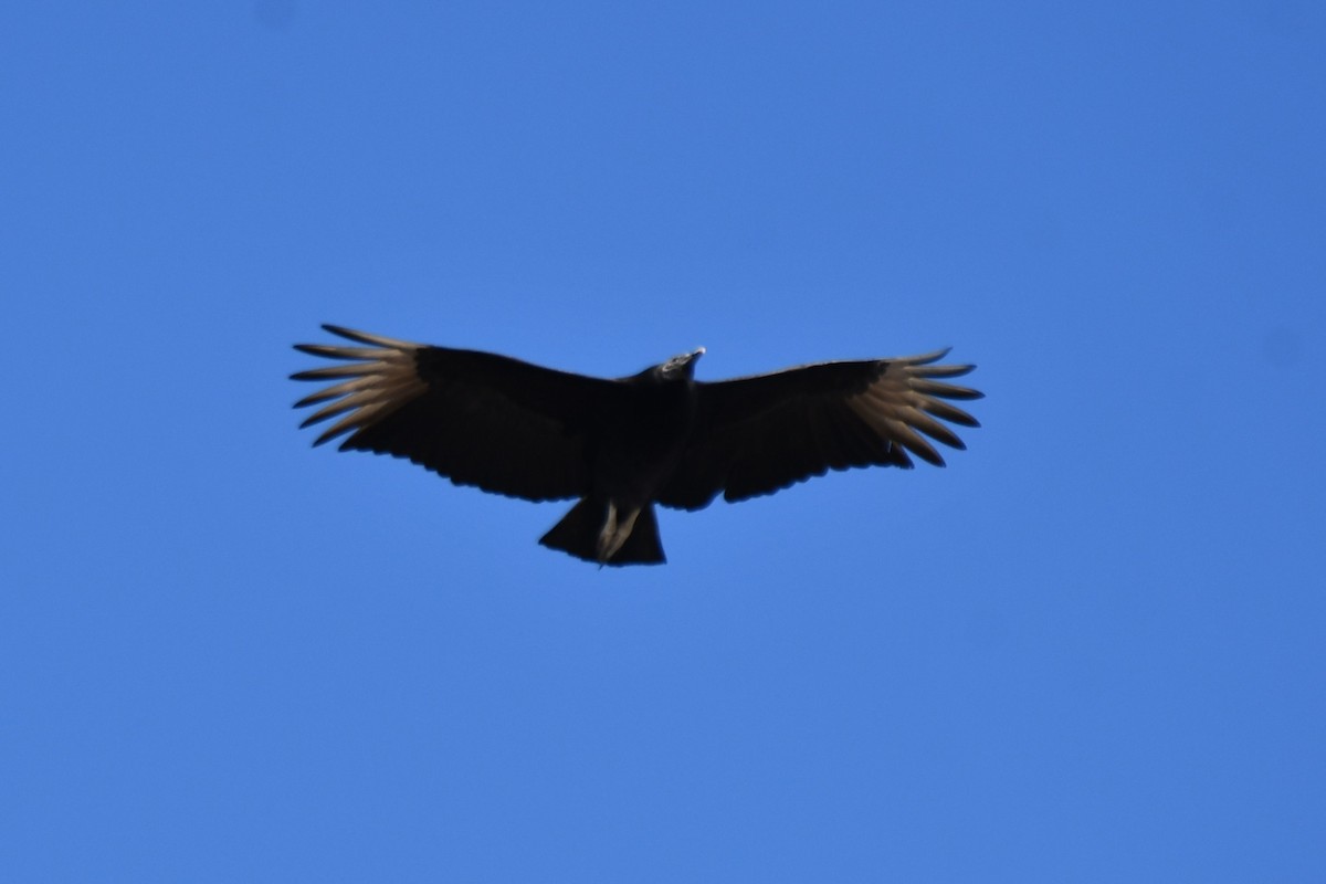 Black Vulture - ML615182477