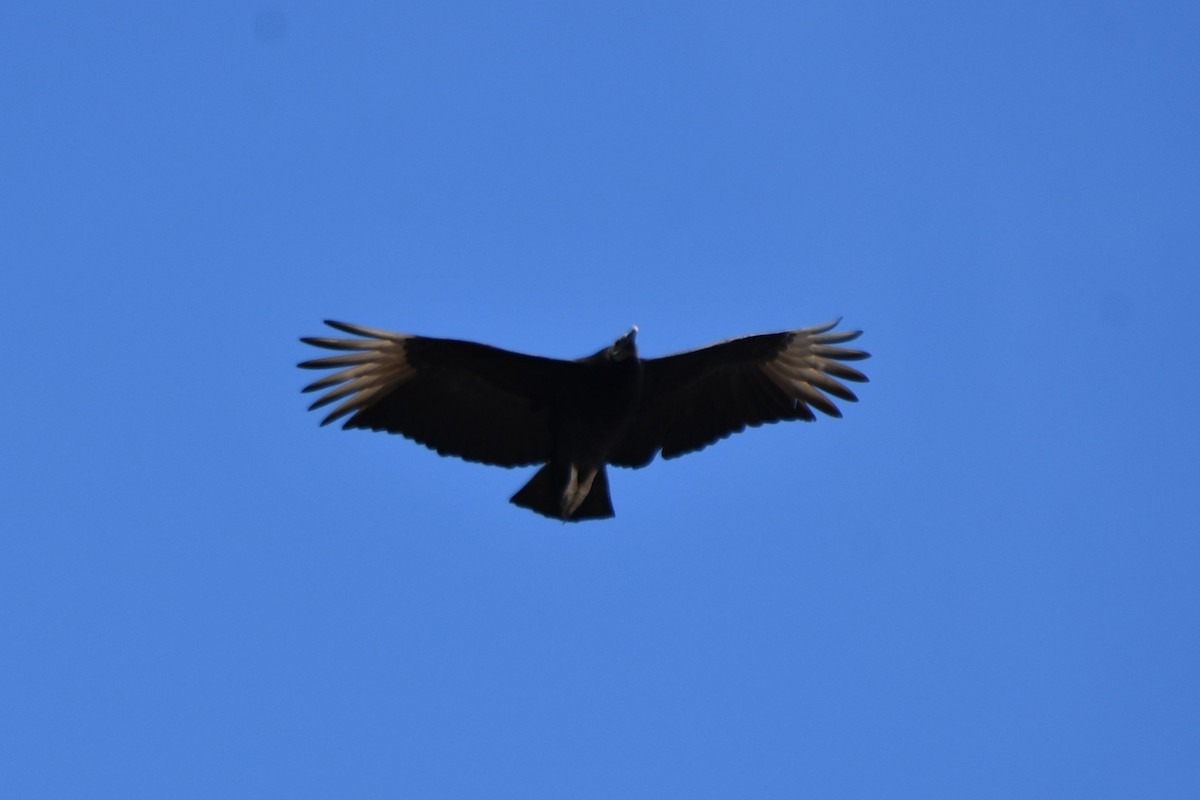 Black Vulture - ML615182478