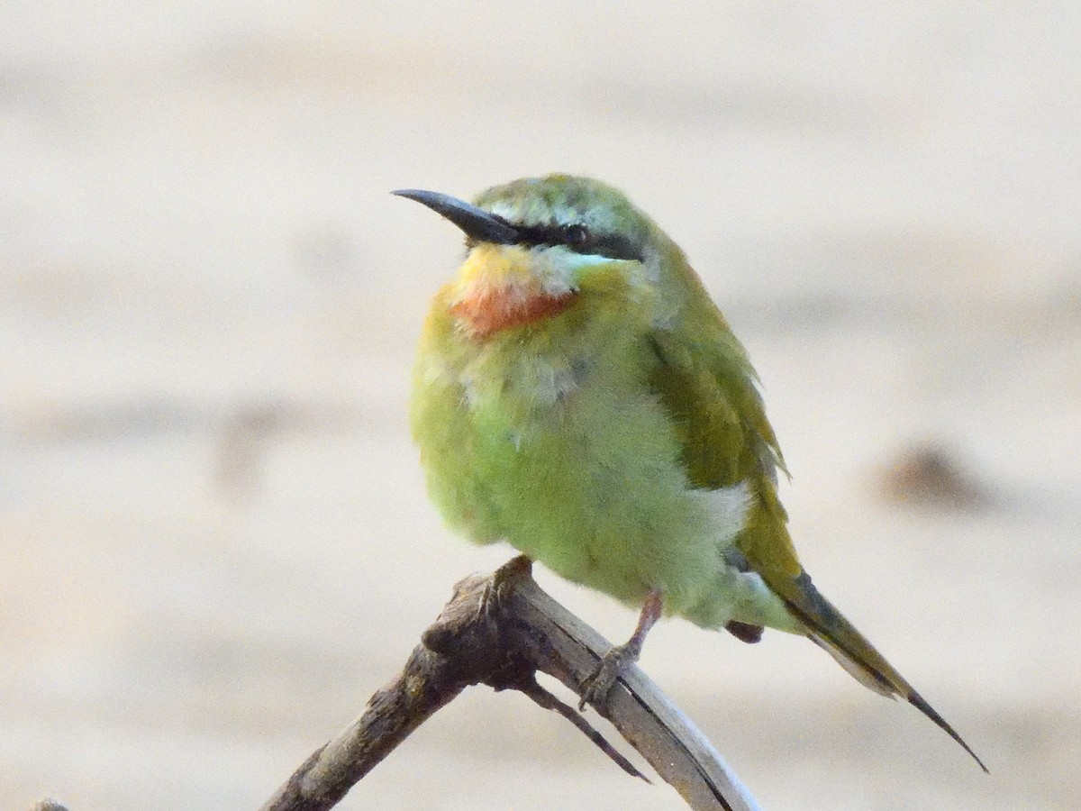 Blue-cheeked Bee-eater - ML615182485
