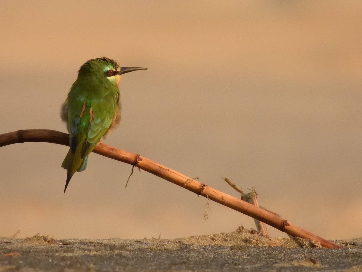 Blue-cheeked Bee-eater - ML615182487