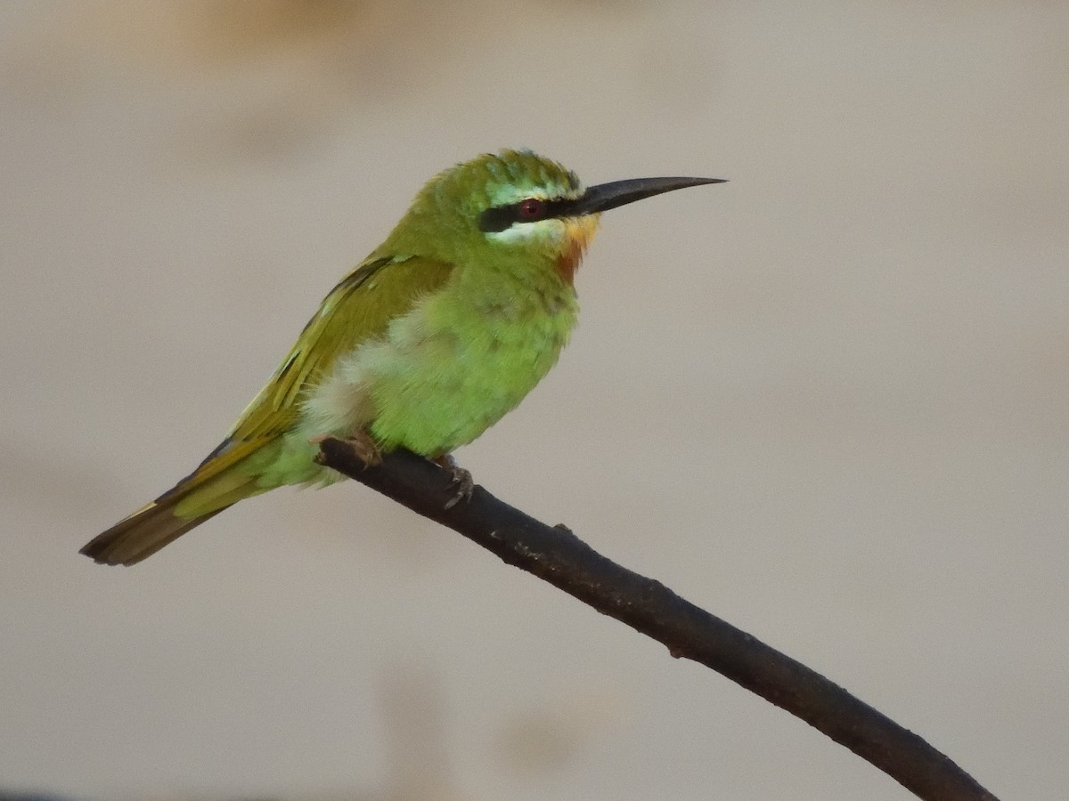 Blue-cheeked Bee-eater - ML615182489