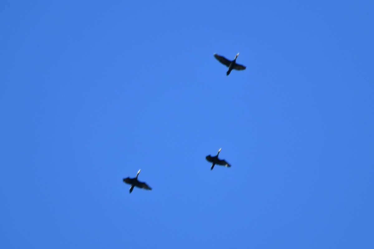 Double-crested Cormorant - ML615182498