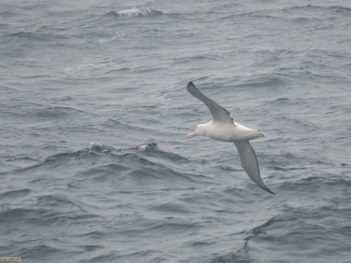 Snowy Albatross - ML615182502