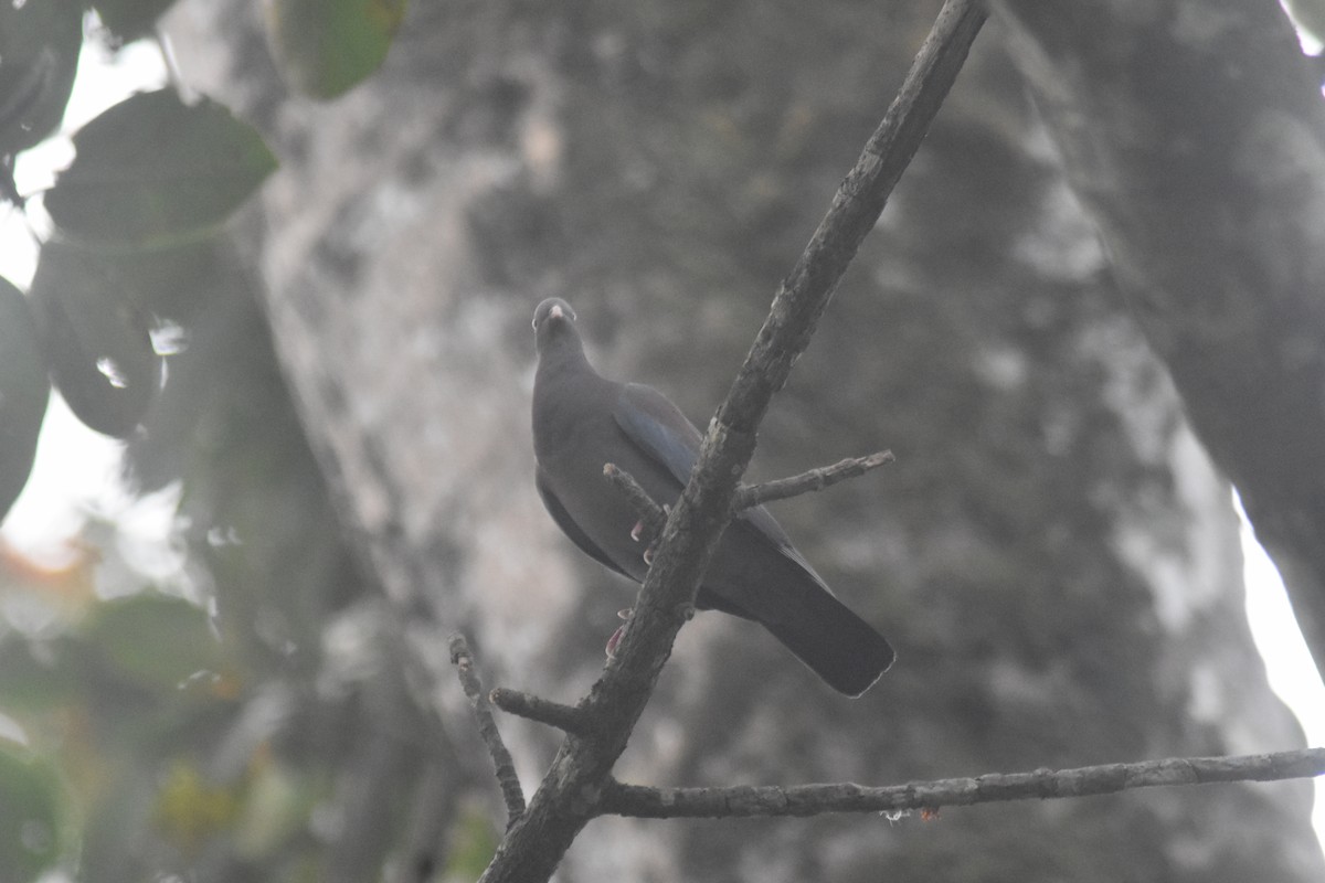 holub středoamerický - ML615182515