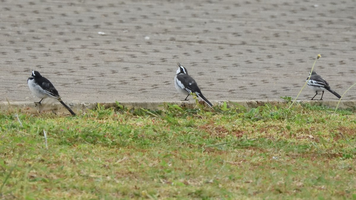 African Pied Wagtail - ML615182534
