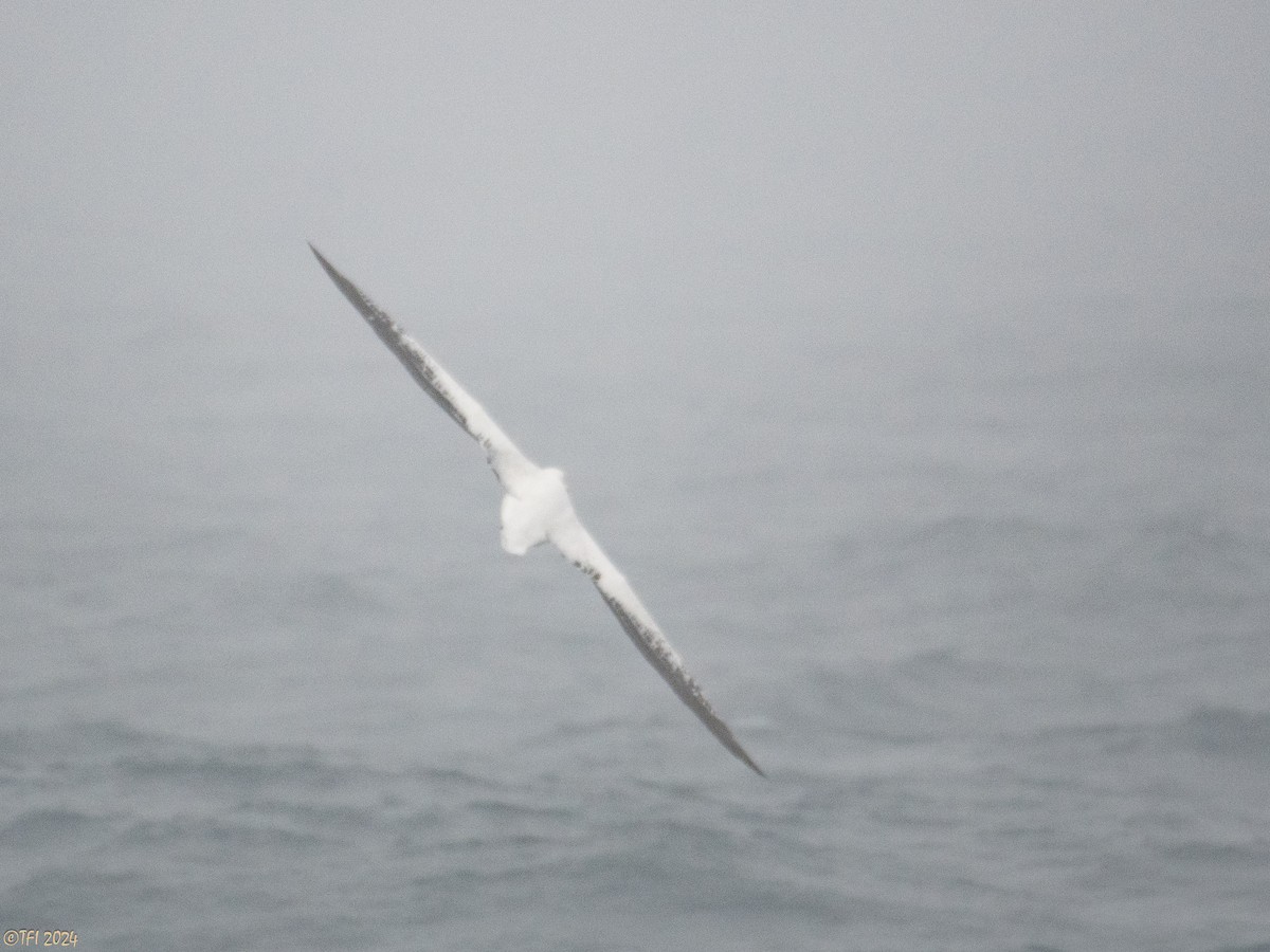Snowy Albatross - ML615182572