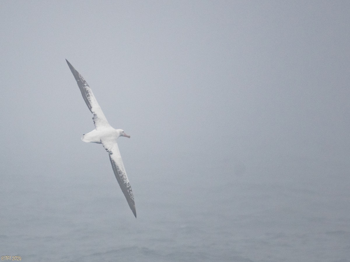 Snowy Albatross - ML615182631