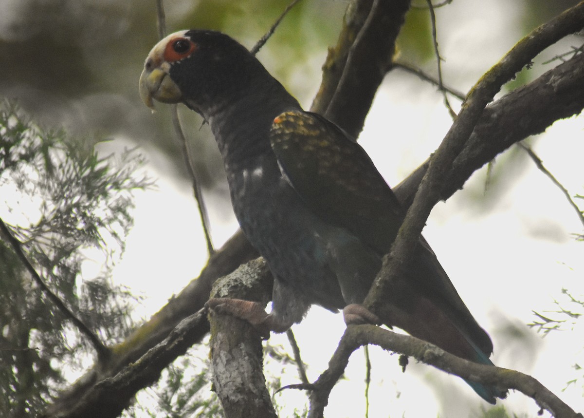 White-crowned Parrot - ML615182632