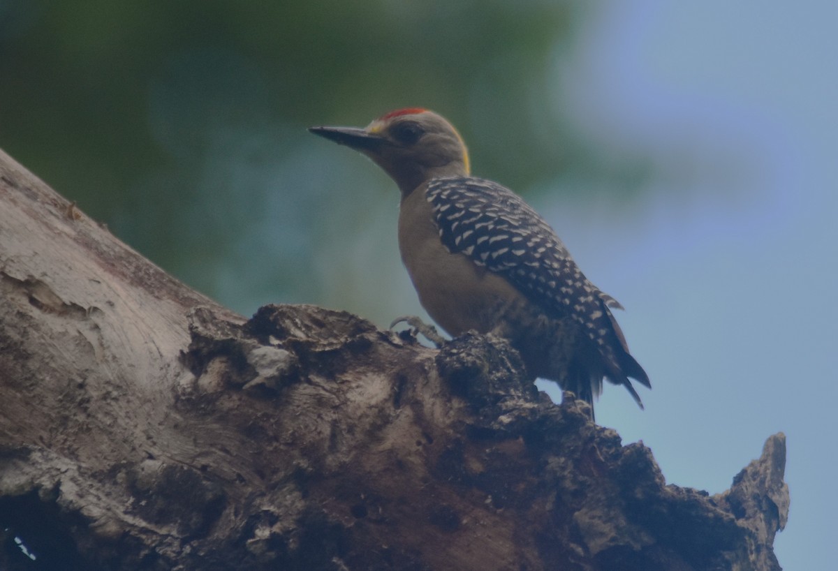 Hoffmann's Woodpecker - ML615182763