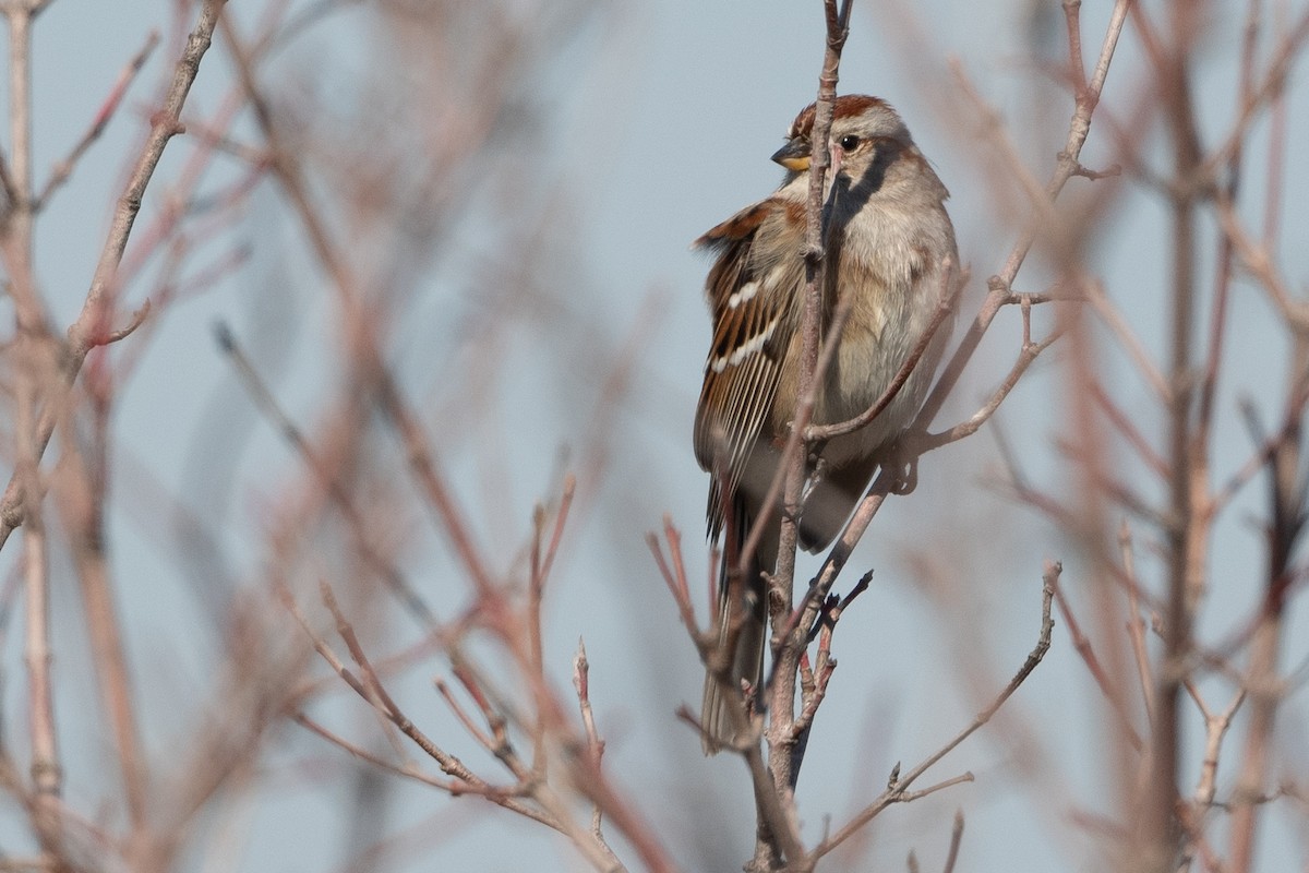 American Tree Sparrow - ML615182765
