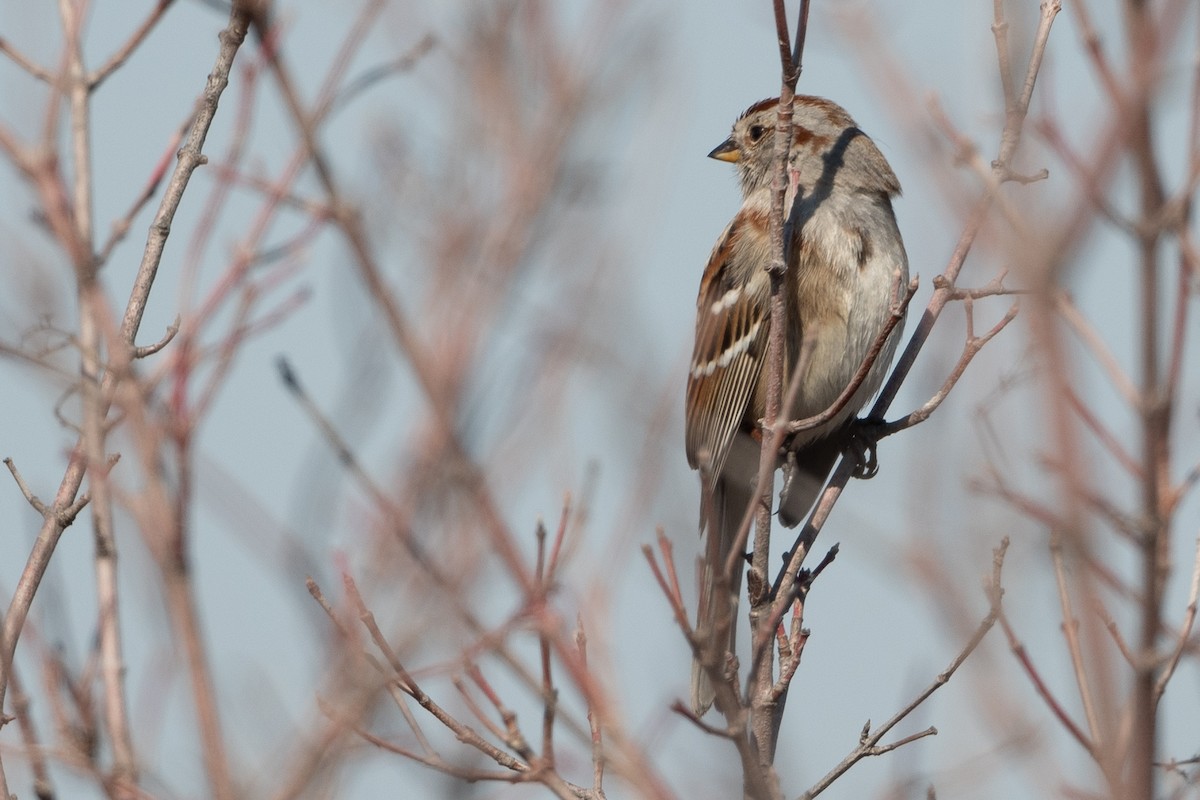American Tree Sparrow - ML615182766