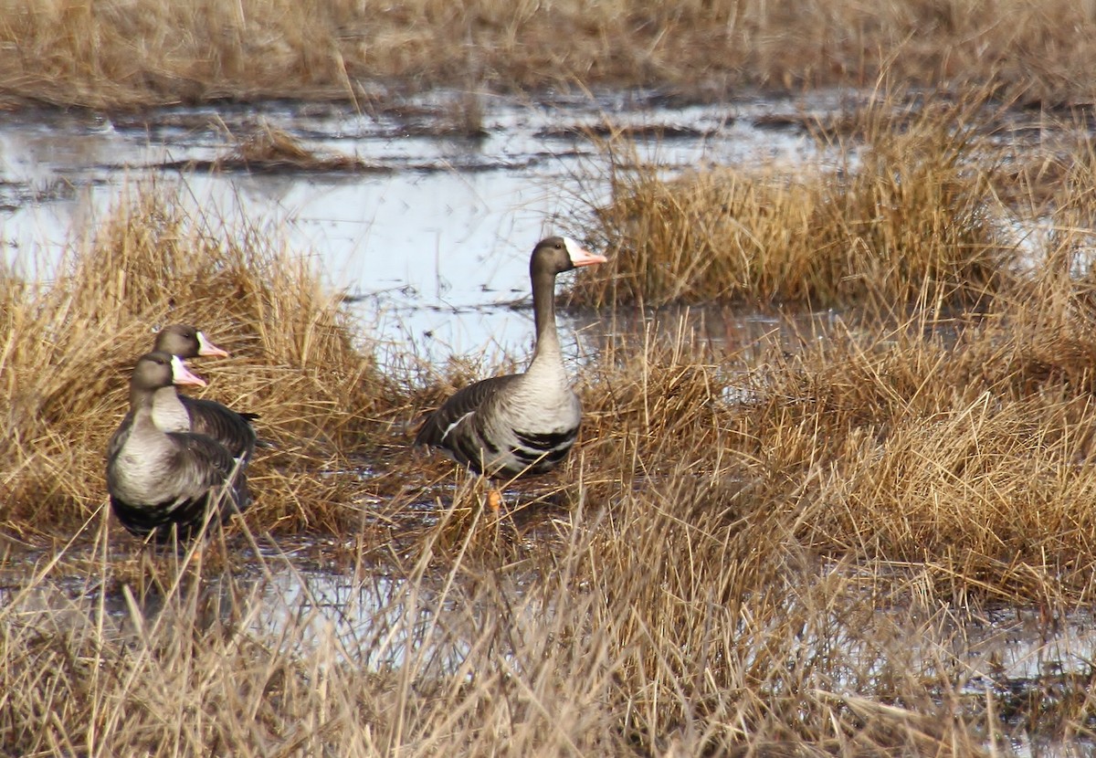 Greater White-fronted Goose - ML615182790