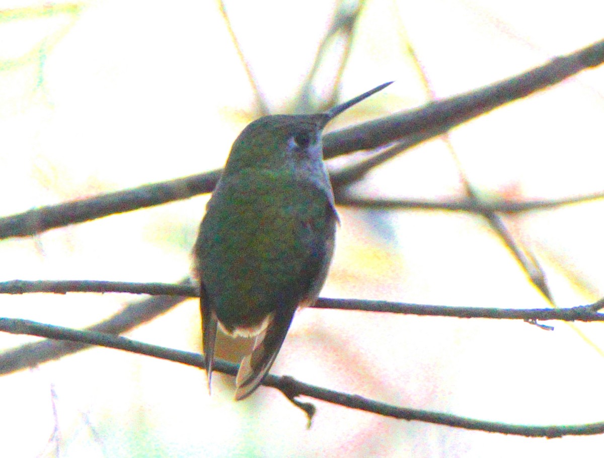 Calliope Hummingbird - Dalcio Dacol