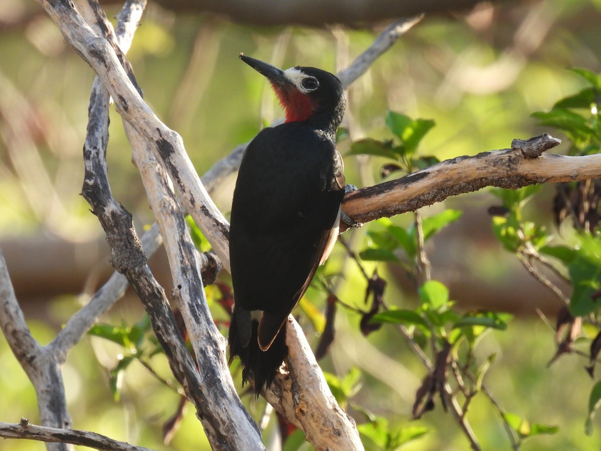 Puerto Rican Woodpecker - ML615183518