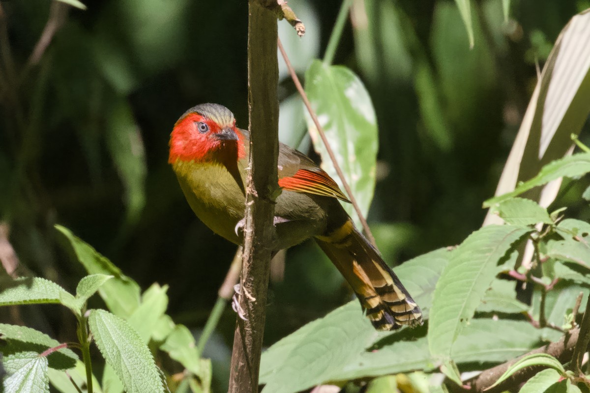 Scarlet-faced Liocichla - Stan Lilley