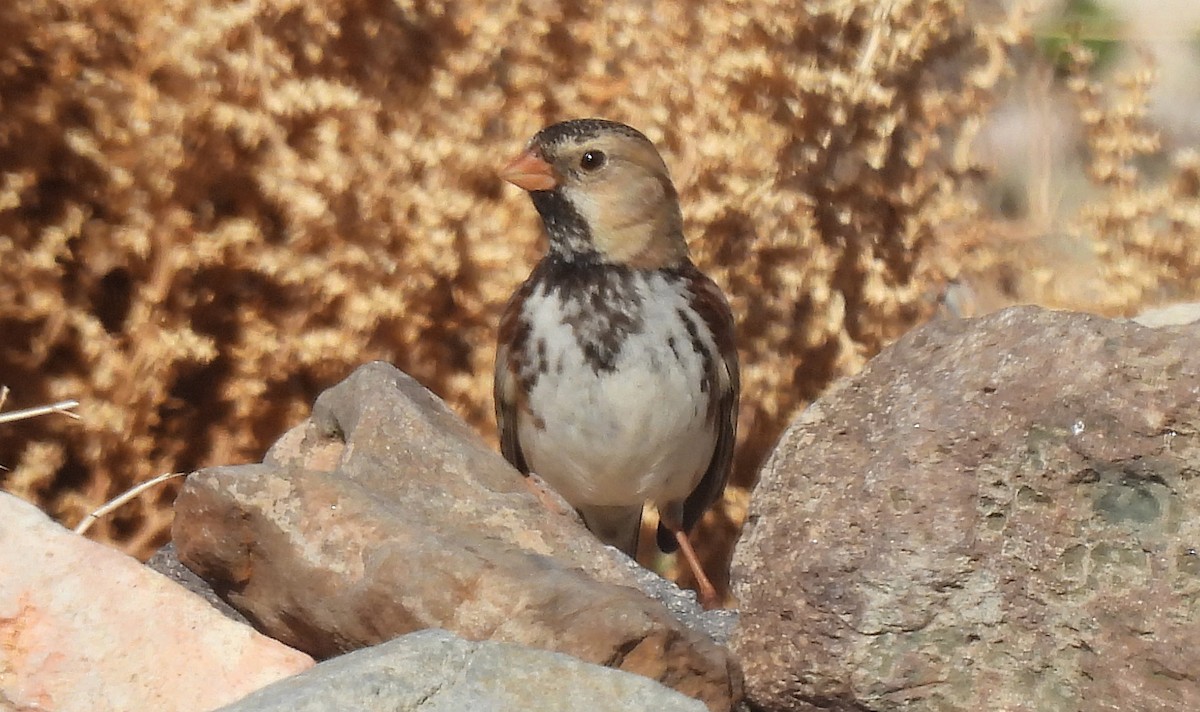 Harris's Sparrow - ML615183689