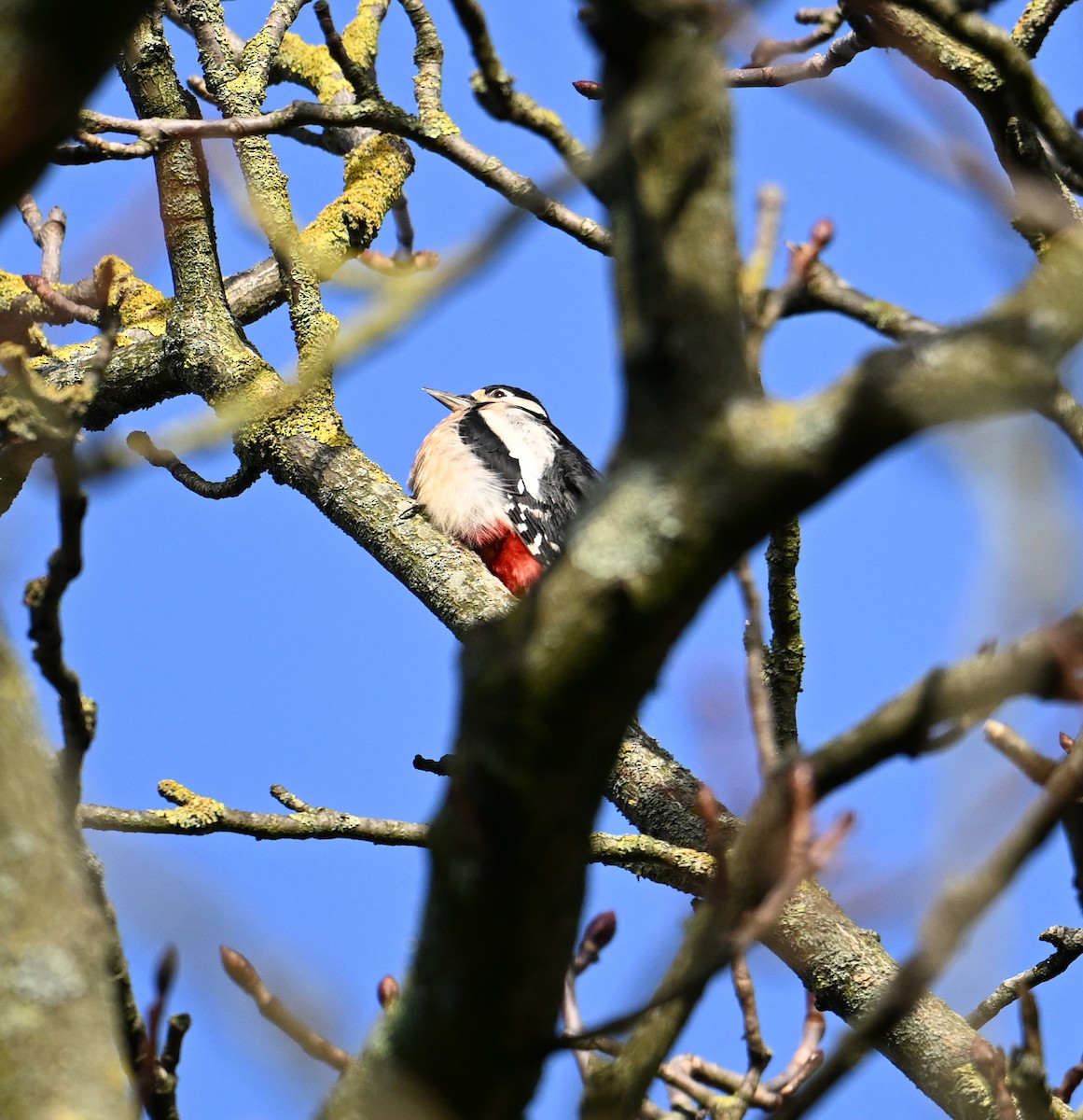 Great Spotted Woodpecker - David Darrell-Lambert